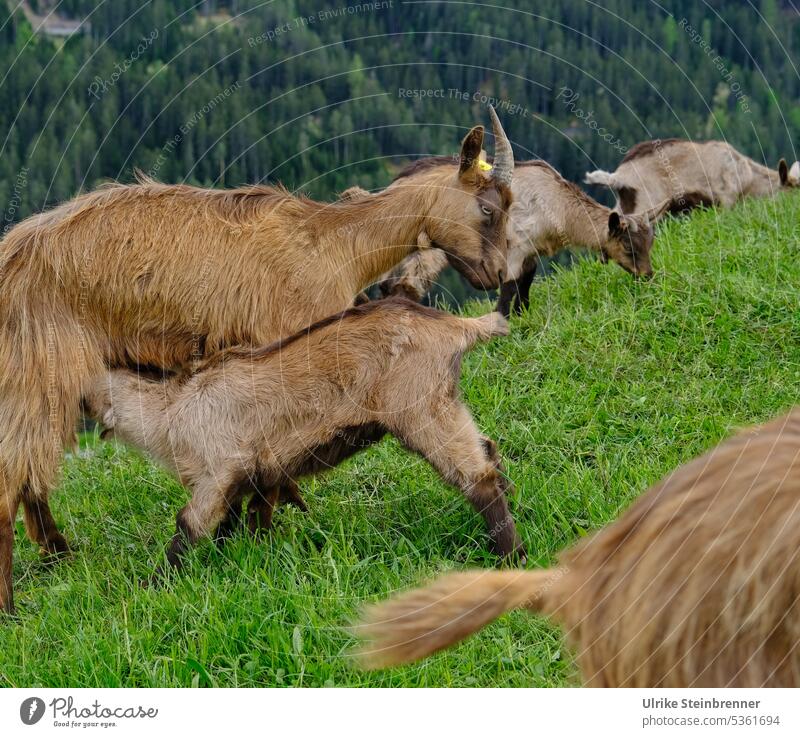 Muttermilch Ziegen Säugetier säugen Aufzucht Geiß Capra Ziegenmilch Herde Ziegenherde Viehzucht Viehhaltung Tierhaltung Alpen Wiese Milchziege Hausziege trinken