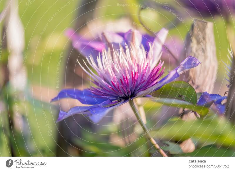 Die blaue Blüte der Klematis Natur Flora Pflanze Kletterpflanze Waldrebe Hahnenfußgewächse Clematis Clematis-Hybride Blau Rosa Grün Blütenblatt blühen verblühen