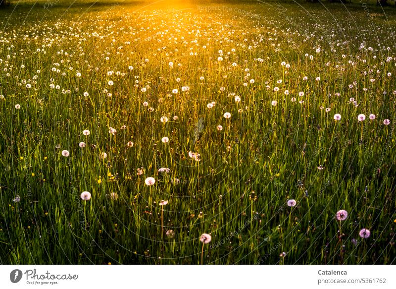Wiese mit Pusteblumen im Abendlicht Samen Gelb Löwenzahn verblühen Tageslicht Gras Blüte Blume Pflanze Flora Dämmerung Stimmung Landschaft Sommer Felder Grün