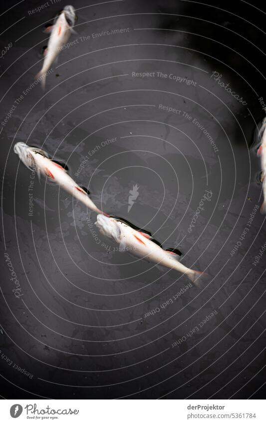 Tote Fische im Neuköllner Schiffahrtskanal VI Menschenleer Textfreiraum Mitte Strukturen & Formen Textfreiraum oben Muster abstrakt Kontrast Außenaufnahme