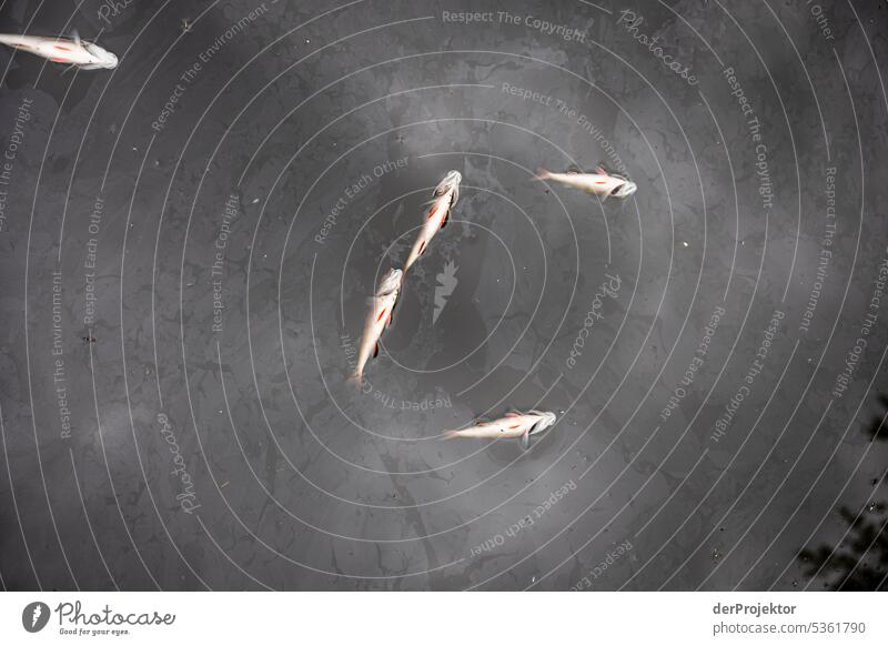Tote Fische im Neuköllner Schiffahrtskanal V Menschenleer Textfreiraum Mitte Strukturen & Formen Textfreiraum oben Muster abstrakt Kontrast Außenaufnahme
