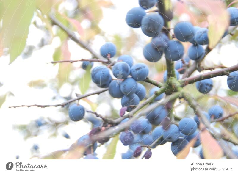 Schlehenbeeren auf einem Zweig Zwetschge Hecke Futter sich[Akk] sammeln Frucht Herbst herbstliche Früchte Herbstfärbung Natur violetter Hintergrund Beeren