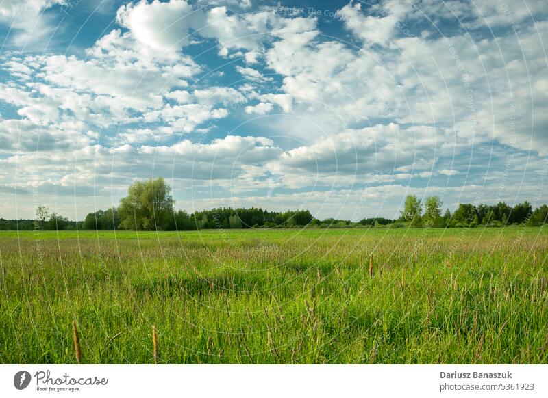 Weiße Wolken am Himmel über einer grünen Wiese Cloud weiß blau Landschaft Natur Sommer Feld ländlich Gras Hintergrund schön im Freien Pflanze Wetter