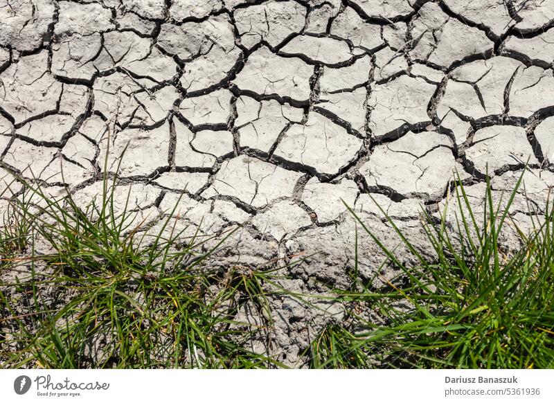 Grasbüschel und trockene, rissige Erde trocknen Textur Boden Hintergrund Umwelt Dürre Oberfläche grün natürlich abstrakt heiß Natur Muster Sommer Klima wüst