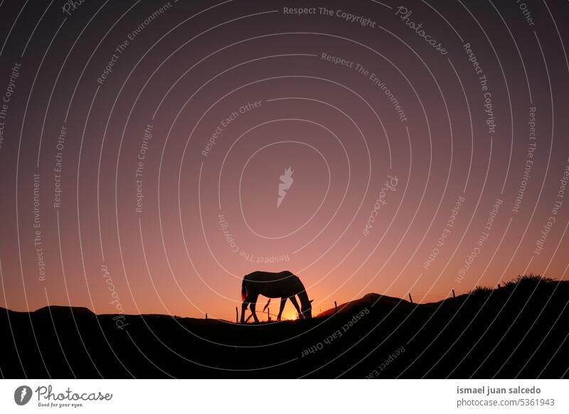 Pferd Silhouette weiden in der Landschaft und Sonnenuntergang Hintergrund Sonnenlicht Tier Tiermotive Tier in freier Wildbahn Tierwelt wild Natur niedlich