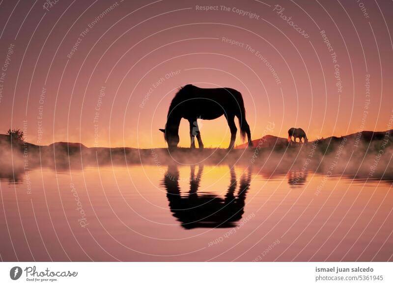 Pferd Silhouette in der Landschaft und schönen Sonnenuntergang Hintergrund Sonnenlicht Tier Tiermotive Tier in freier Wildbahn Tierwelt wild Natur niedlich