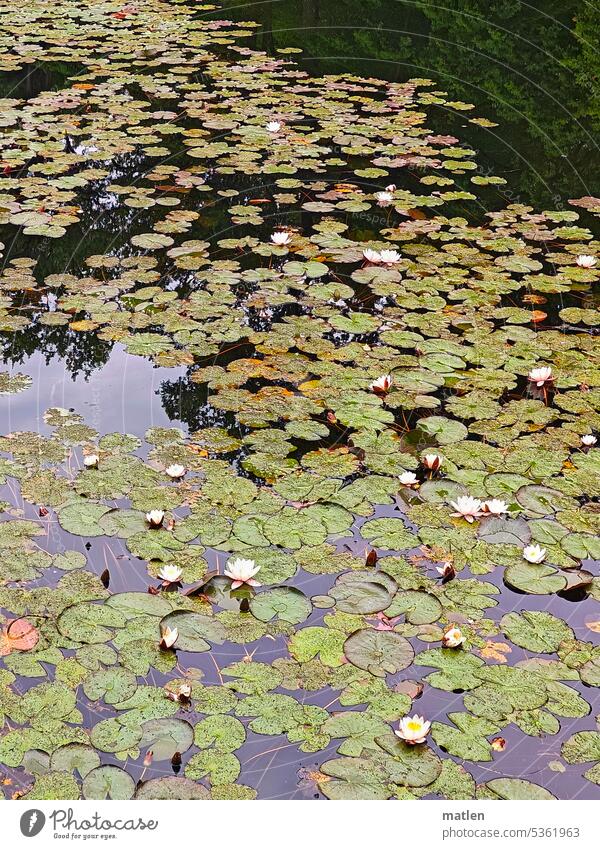 Seerosen blühend Blüte Wasser Laub Teich Pflanze Blatt Außenaufnahme Menschenleer Wasserpflanze Seerosenteich Reflexion & Spiegelung