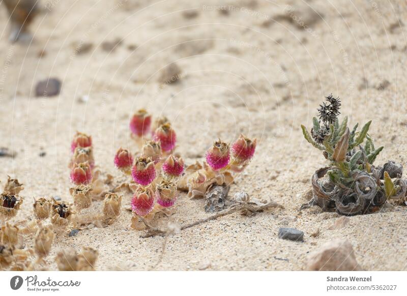 Flechte in den Dünen am Strand von Costa Calma, Fuerteventura Pflanzen Seltenheit Kanaren Wüstenklima Trockenheit
