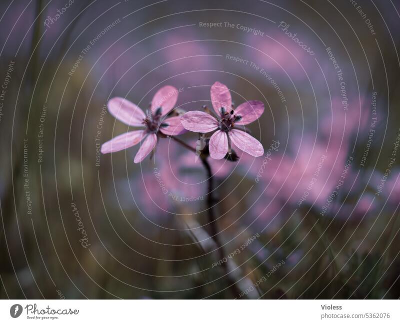 Froschperspektive | Reiherschnäbel II Blume Blumenwiese Erodium Gewöhnlicher Reiherschnabel Unschärfe rosa Frühling
