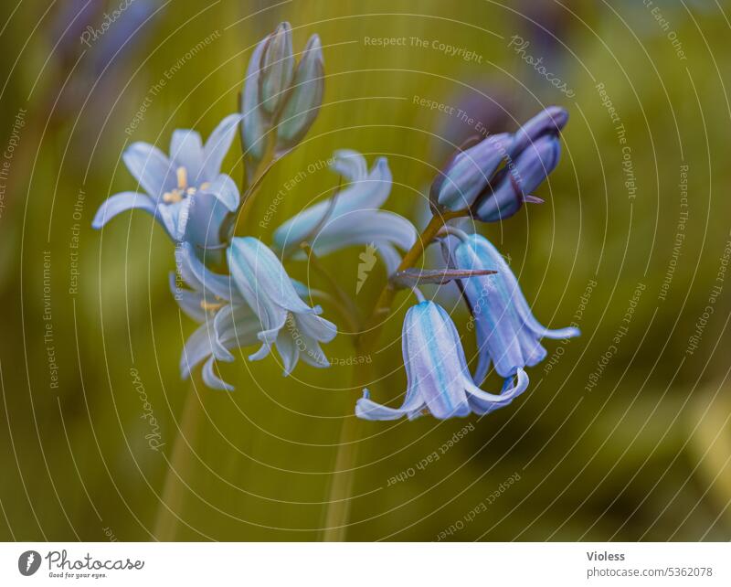 Atlantisches Hasenglöckchen Blume Blumenwiese Unschärfe Froschperspektive Frühling Spargelgewächse blau Englisches Hasenglöckchen Pflanze