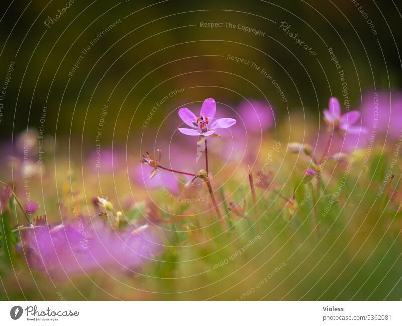 Froschperspektive | Reiherschnäbel Blume Blumenwiese Erodium Gewöhnlicher Reiherschnabel Unschärfe rosa Frühling