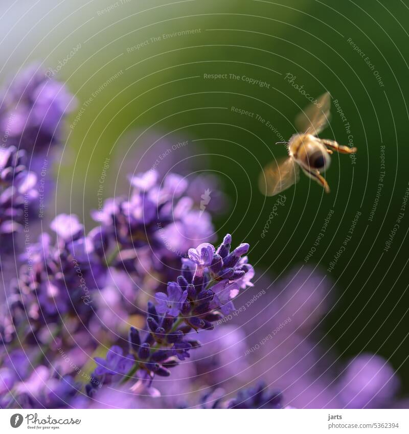 Honigbiene im Anflug auf einen Lavendelbusch Sommer Biene Sonne Insekt Natur Tier Pflanze Blüte Garten fleißig Pollen Makroaufnahme bestäuben Blühend Duft
