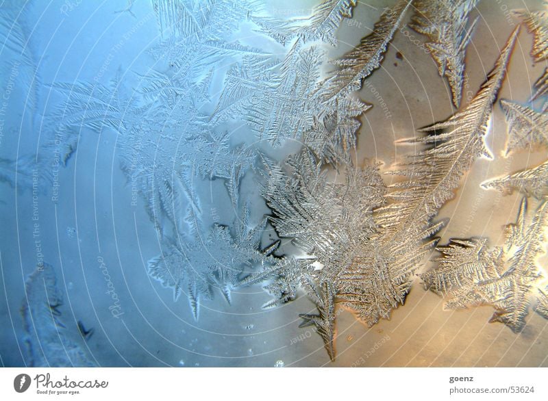 Berlin friert ! Eiskristall gefroren frieren Eisblumen kalt Winter Kristallstrukturen Fensterscheibe Wasser Stern (Symbol) Frost