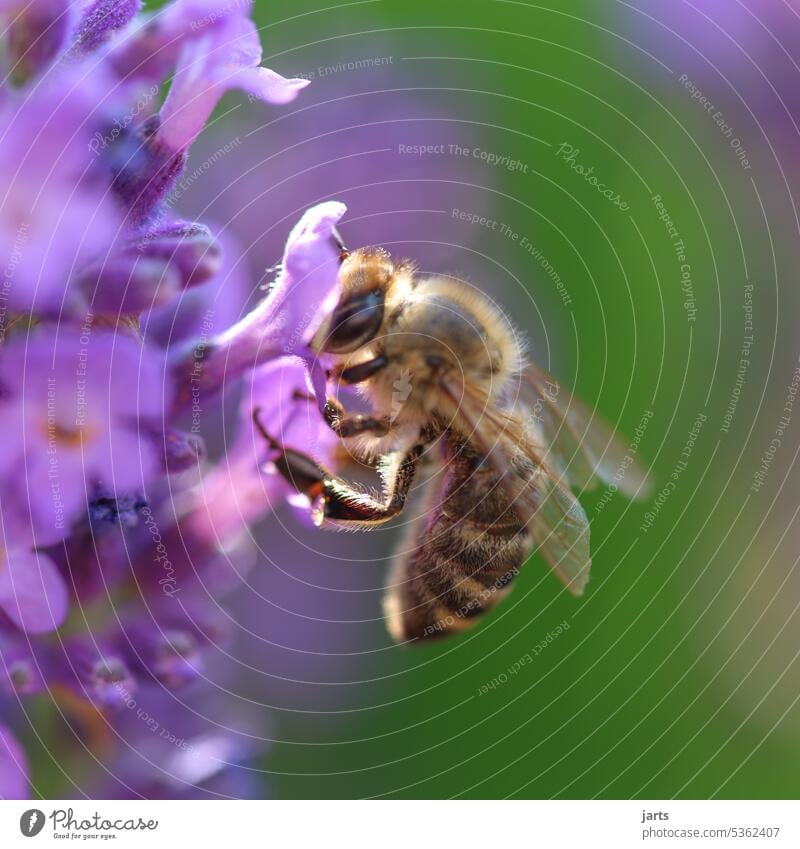 Honigbiene auf einen Lavendelbusch Sommer Biene Sonne Insekt Natur Tier Pflanze Blüte Garten fleißig Pollen Makroaufnahme bestäuben Blühend Duft Lavendelduft