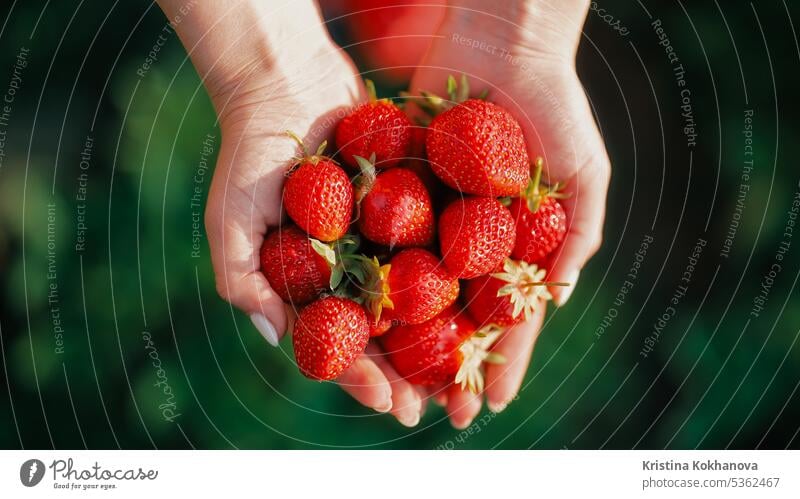 Bäuerin pflückt reife Bio-Erdbeeren. Sie hält die frische Ernte in den Händen Ackerbau Bett Beeren Nahaufnahme abholen Tag Öko essbar gesichtslos Bauernhof