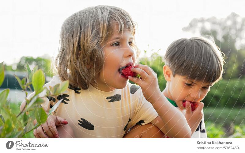 Niedliche kleine Jungen essen Erdbeeren im Garten. Geschwister essen Beeren vom Strauch Kind wenig niedlich reif schön Kindheit Glück Freude Lebensmittel Baby