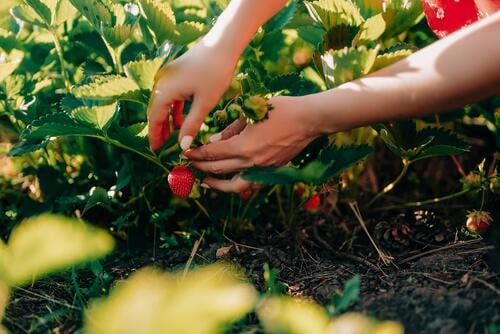 Frau pflückt reife rote Erdbeeren vom Strauch im Sommergarten. Ernte-Konzept. Ackerbau Bett Beeren Nahaufnahme abholen Tag Öko essbar gesichtslos Bauernhof