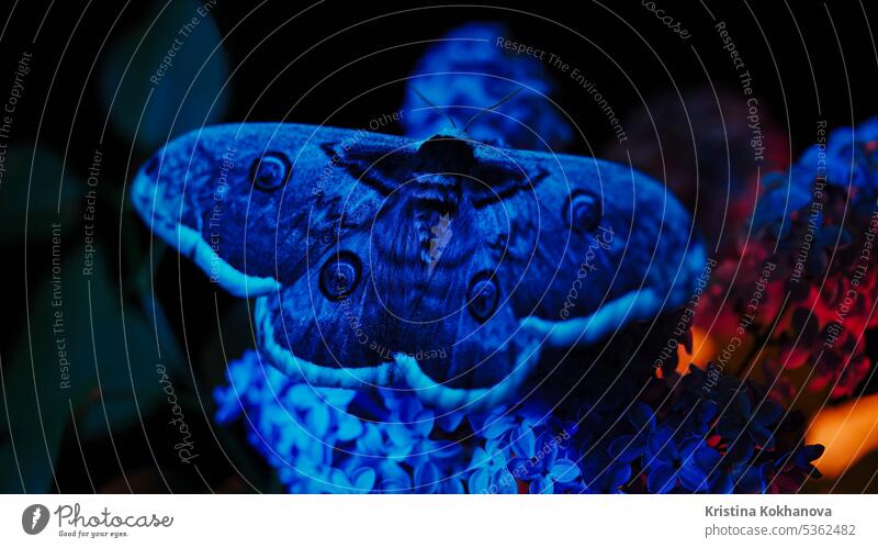 Europäischer Nachtfalter - Saturnia Pyri, Großes Tagpfauenauge auf Fliederzweig Tier Tierantenne Tiere Arthropode Hintergrund schön Schönheit braun