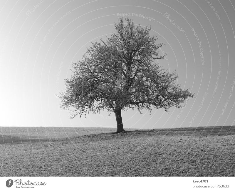 Einzelner Baum Wiese einzeln Einsamkeit Weide Himmel Blauer Himmel Schwarzweißfoto alleinstehend