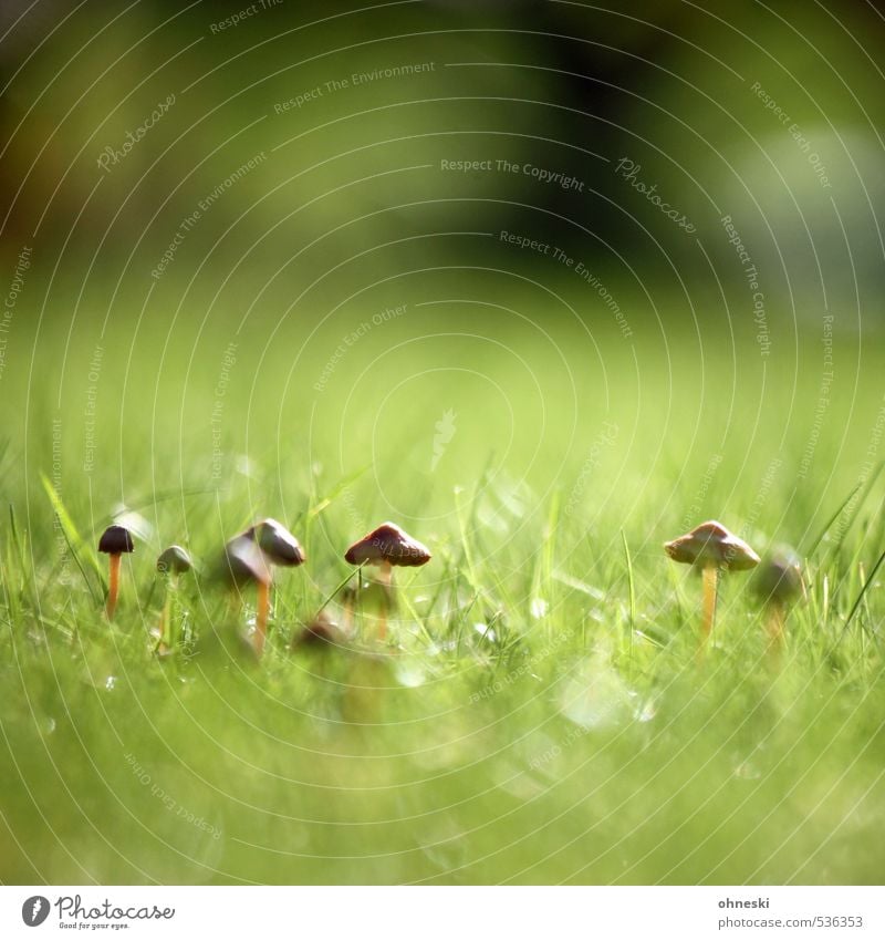 Pflanze | Kolonie Natur Herbst Gras Pilz Pilzhut Tintlinge Wiese Wachstum Idylle Farbfoto Außenaufnahme Textfreiraum oben Textfreiraum unten Tag Licht