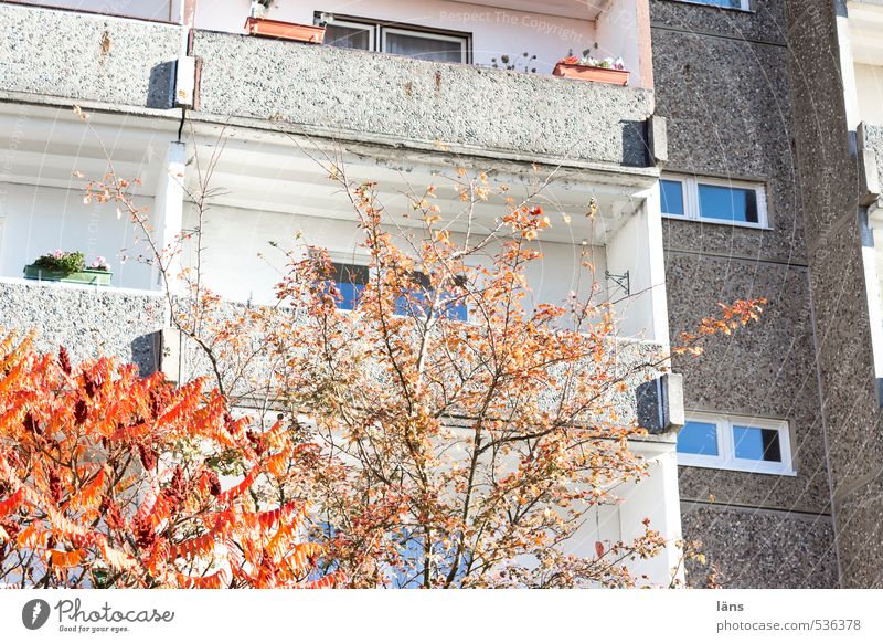 Rückzugsgebiet ll Herbst Baum Stadt bevölkert Haus Hochhaus Bauwerk Gebäude Häusliches Leben Umweltschutz Vergänglichkeit Wandel & Veränderung Herbstlaub