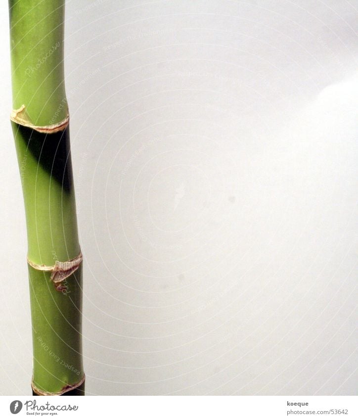 Unendlich?! grün Pflanze Unendlichkeit Bambusrohr Natur