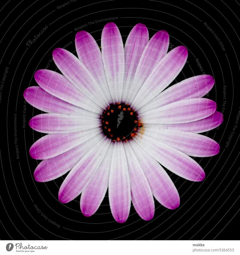 Strahlende Mageritenblüte Blüte Blume Frühling Nahaufnahme Pollen rosa Blühend Makroaufnahme Blütenblatt zart Garten ästhetisch Duft Kreis rund einzelne