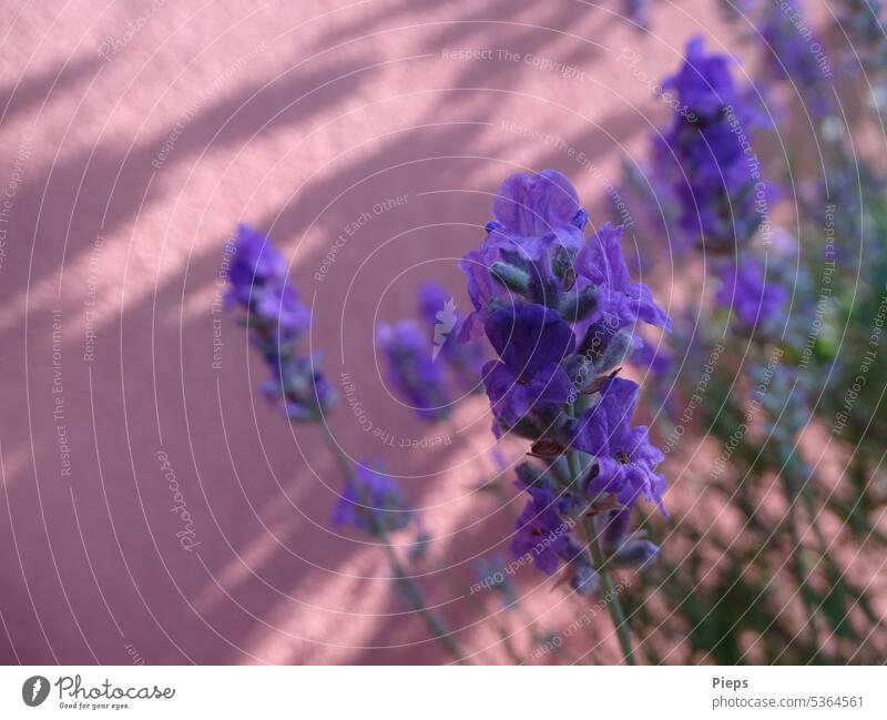 Blühender Lavendel Lavendelduft Lavendelblüte lavendelfarben violett Schatten bienenfreundlich Sommerzeit mediterran Duft aromatisch beruhigend Lila Blüten