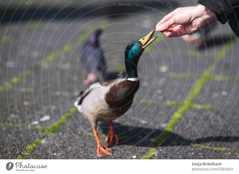 So hungrig :)   Ein Mann füttert eine Ente mit der Hand füttern Lebensmittel männlich Park Rathaus von Reykjavi gezüchtet gierig Wasservogel Laufente Vogel Tier