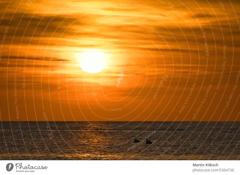 Sonnenuntergang, Schwäne schwimmen auf dem beleuchteten Meer. Leichte Wellen. Naturfoto, Ostsee Schwarm Vogel Möwe Sandstrand Sonnenstrahlen Sonnenschein