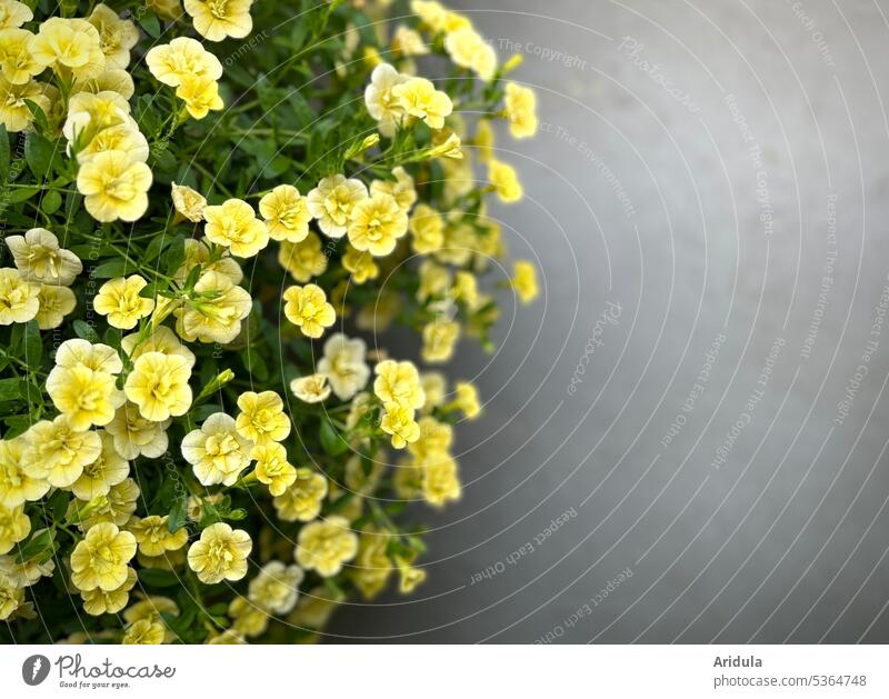 Kleine gelbe Petunie mit grauem Untergrund Blume Blüten Sommer Garten Balkon Balkonpflanze Boden Hintergrund Pflanze Schwache Tiefenschärfe