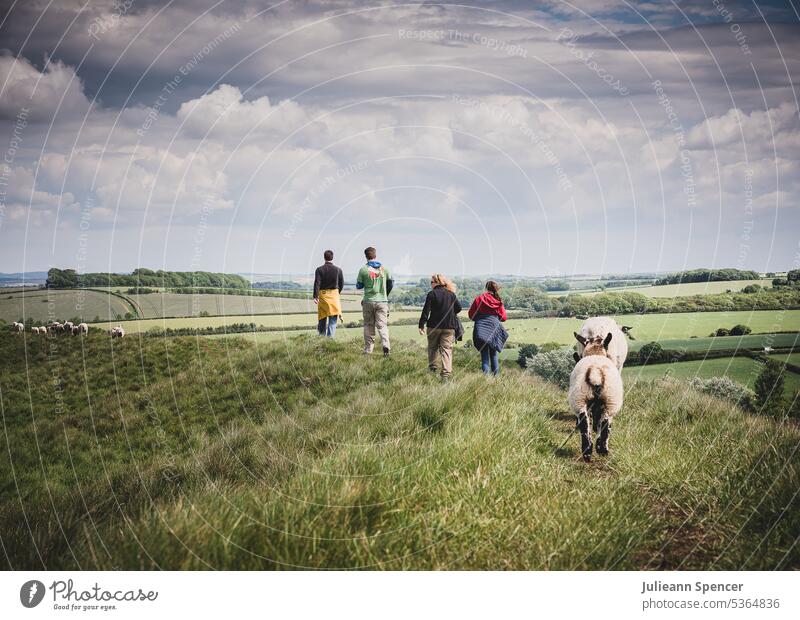 Familie geht spazieren und wird von Schafen verfolgt Auf Bärenjagd gehen Familie Schafe Nutztier Außenaufnahme Natur Landschaft Tiergruppe Schwarm Farbfoto