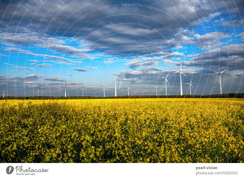 Rapsfeld vor Windräder Windräder Hintergrund Himmel Wolken Feld Landschaft Natur Frühling Nutzpflanze