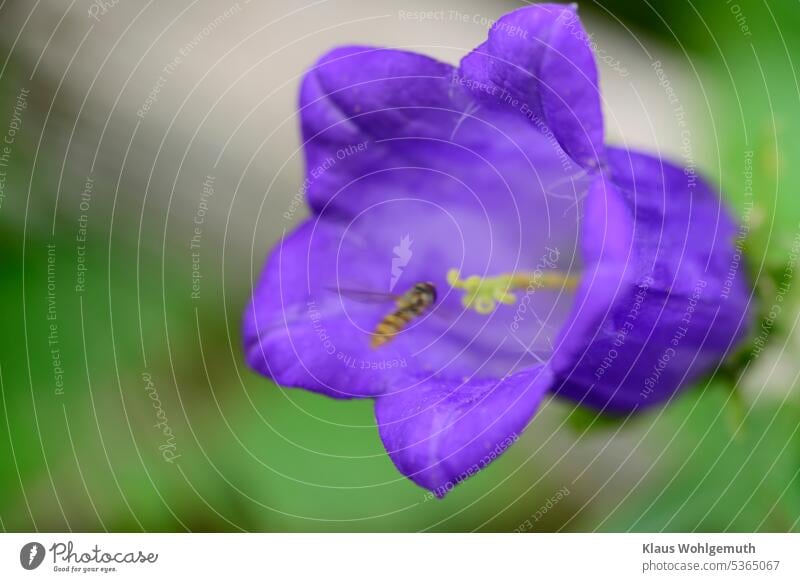 Blaue Marienglockenblume Nr. 600, wird von einer Schwebfliege besucht Glockenblume Gartenblume Gartenpflanze Blume Blüte violett Blühend Sommer Außenaufnahme