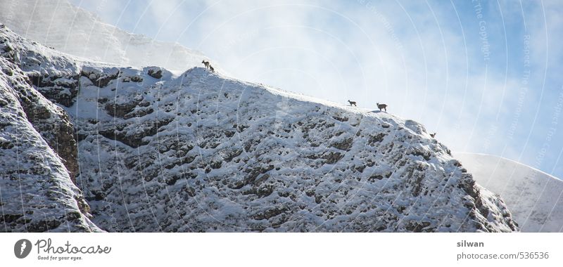 climb up Natur Landschaft Winter Berge u. Gebirge Schesaplana Tier Wildtier Tiergruppe Herde Ferne kalt sportlich blau weiß Tierliebe friedlich entdecken Flucht