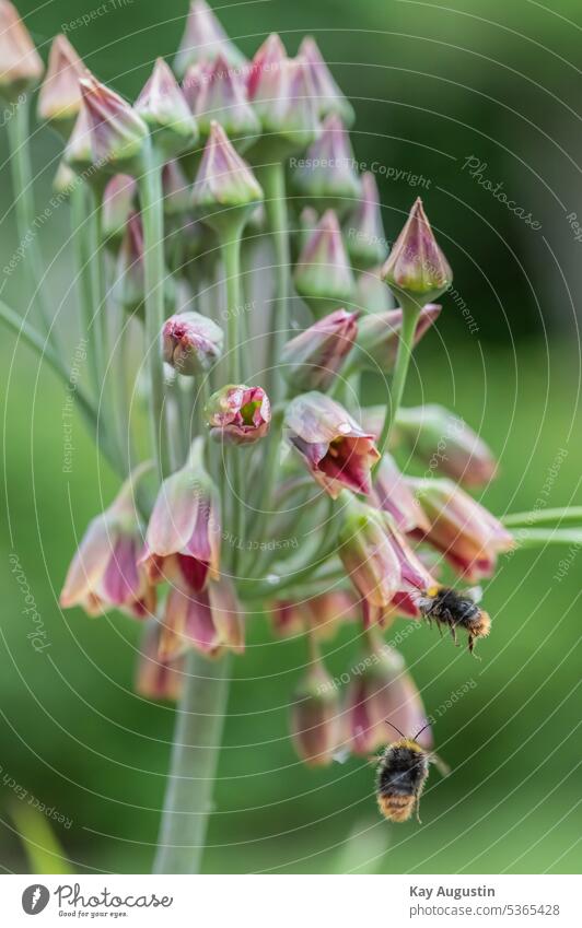 Hummeln an einen Sizilianischer Honiglauch Allium siculum Sizilianischer Scheinlauch Bulgarischer Schmucklauch Lauchgewächse Allioideae Blüten Blütezeit