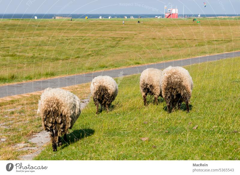 Deichschafe zeigen ihr Hinterteil deichschafe von hinten vier Wollschafe Nordseeküste Nordseeurlaub