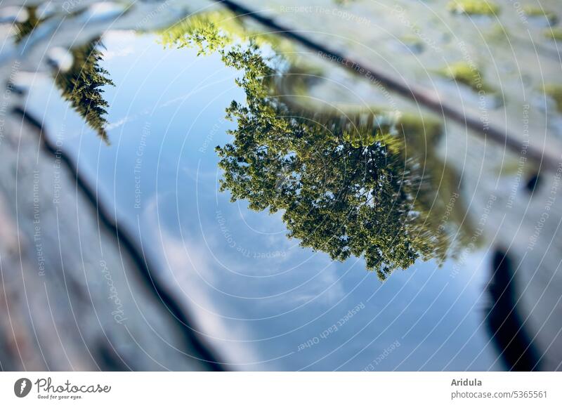 Nach dem Regen | Eine Tanne, Bäume und blauer Himmel spiegeln sich in einer Pfütze auf einem Holztisch nass Tisch Spiegelung Reflexion & Spiegelung Wasser