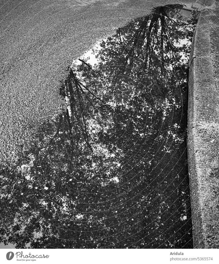 Nach dem Regen | Strassenpfütze mit Baumspiegelung Pfütze Wasser Reflexion & Spiegelung nass Wetter Straße Asphalt grau Bäume Bordsteinkante Fußweg Gehweg