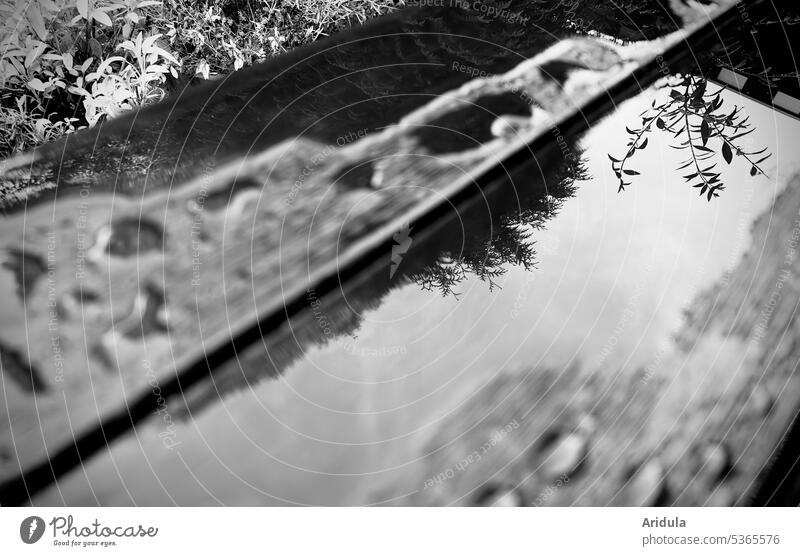 Nach dem Regen | Zweige spiegeln sich in einer Pfütze auf einem Holztisch nass Tisch Spiegelung Reflexion & Spiegelung Wasser Wetter Außenaufnahme draußen