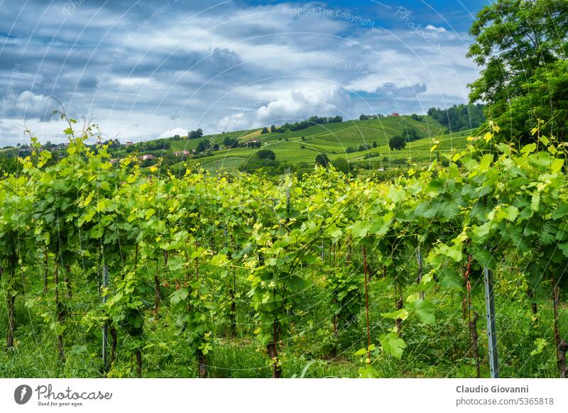 Die Hügel von Oltrepo Pavese im Juni. Weinberge Europa Italien Lombardei pavia Stradella Ackerbau Farbe Land Tag Feld grün Landschaft Natur Fotografie Pflanze
