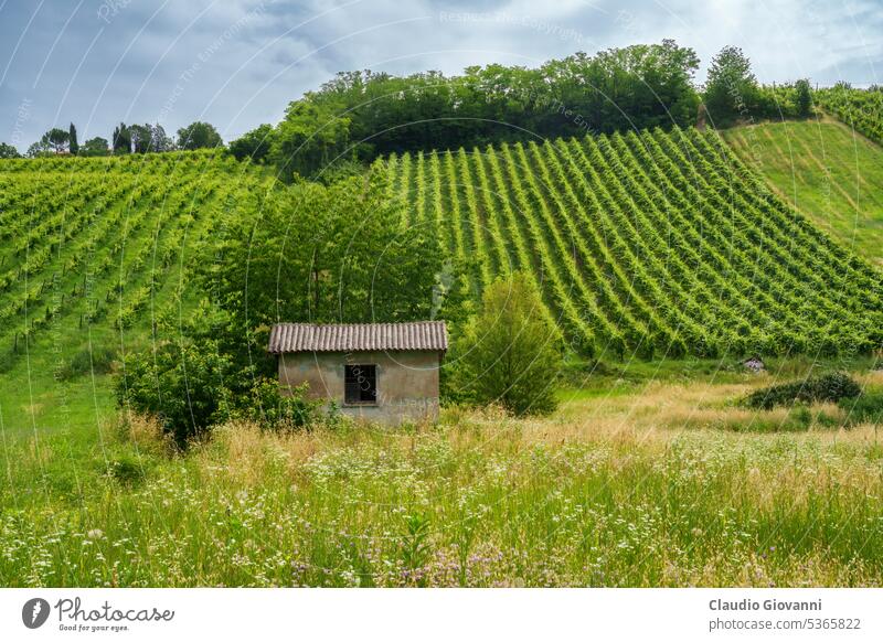 Die Hügel von Oltrepo Pavese im Juni. Weinberge Europa Italien Lombardei pavia Stradella Ackerbau Farbe Land Tag Feld grün Hütte Landschaft Natur Fotografie