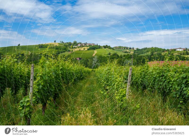 Die Hügel von Oltrepo Pavese im Juni. Weinberge Europa Italien Lombardei pavia Stradella Ackerbau Farbe Land Tag Feld grün Landschaft Natur Fotografie Pflanze