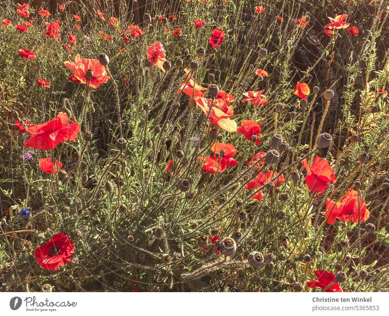 Ein Blühstreifen mit Mohn im Sonnenschein Klatschmohn Wildblumen Sommer Licht Mohnwiese Blühend rot schön Wiese Klimaschutz Sonnenlicht Mohnliebe friedlich