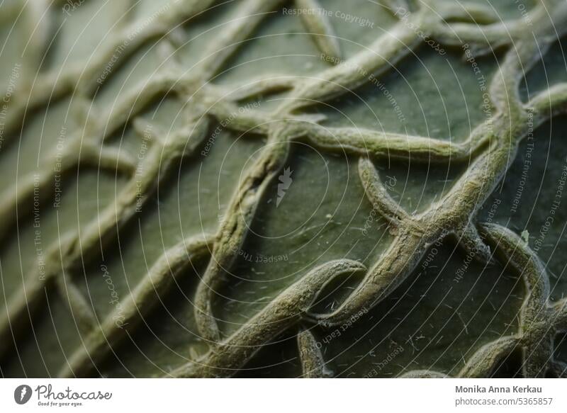 Abstrakt und geheimnisvoll : Ausgeprägtes Netzmuster einer Melonenschale in Nahaufnahme abtrakt abstraktes Muster Abstraktionsmuster minimalistisches Muster