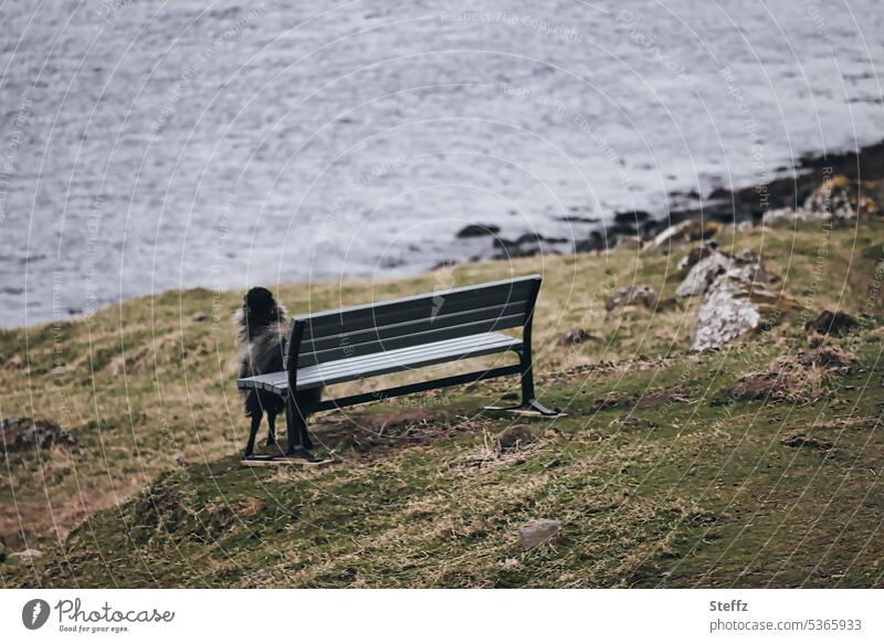 eine Sitzbank auf der Färöer Insel Streymoy Färöerschaf Färöerinseln Färöer Inseln Färöer-Inseln Färöer-Schaf Schafsinseln Schwarzes Schaf Sitzplatz Alleinsein