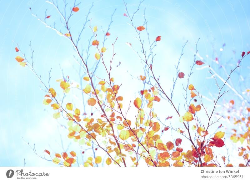 Leuchtender Herbst herbstlich Herbstlaub orange hellblau Sonnenlicht Natur Herbstfärbung Vergänglichkeit Herbstbeginn Herbstwetter Herbststimmung Jahreszeiten