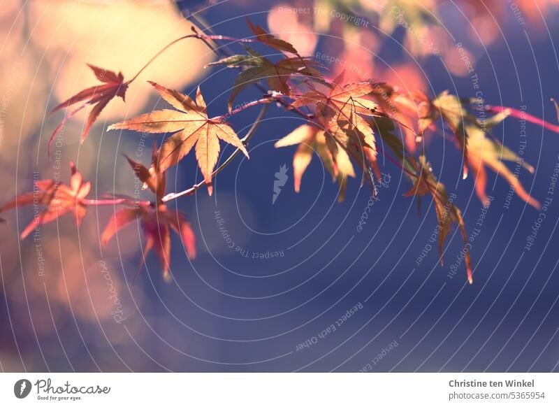 Herbstlicher Fächerahorn acer palmatum japanischer Fächerahorn Ahorn Herbstgefühl vergänglich orange Farbe warme Farben Herbstblätter Stimmungsbild