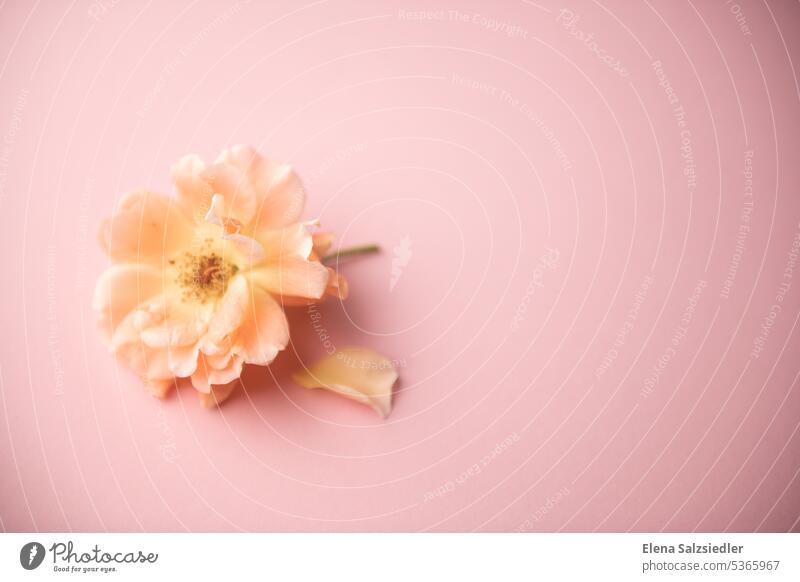 Rose auf einem rosa Hintegrund grußkarte Blume schön Gruß Postkarte Postkartenmotiv Werbung Werbebranche Textfreiraum oben Textfreiraum rechts
