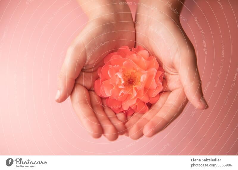 Rose in den Händen,  auf einem rosa Hintergrund Rosenduft Rosa Farbe Rosenblüte umgedreht Postkarte Gruß schön Blume Postkartenmotiv Werbung Werbebranche